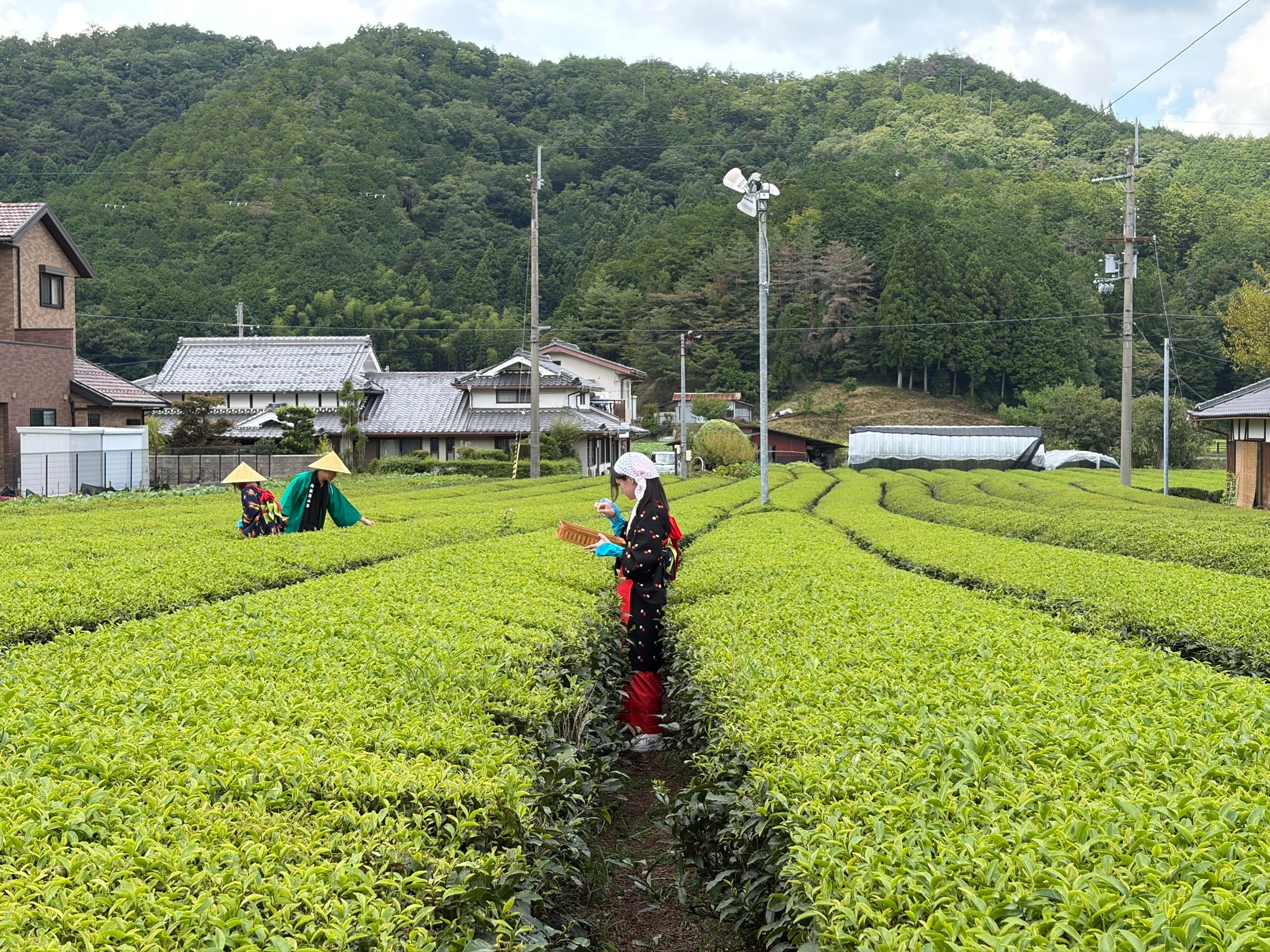 宇治の茶畑で茶摘みをしている様子